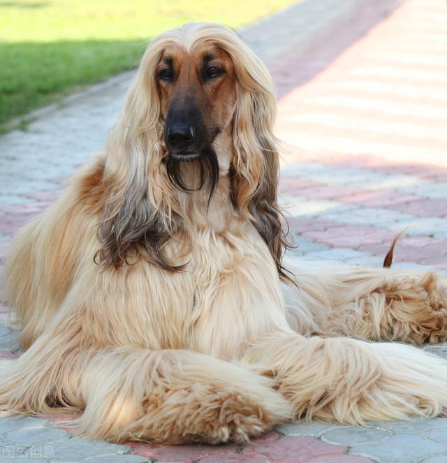 阿富汗猎犬多少钱一只