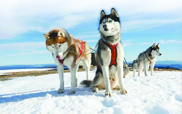 高加索牧羊犬多少钱一只