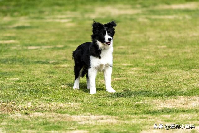 怎样训练边境牧羊犬放羊