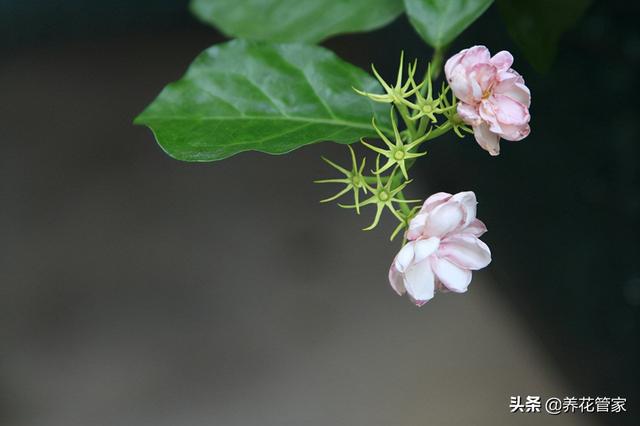 花的分类及其特征