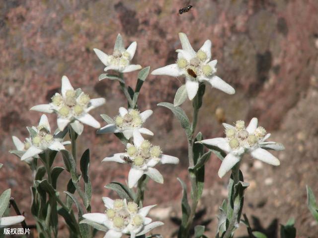 美国的国花是什么花: A:玫瑰 B:牡丹 C:满天星