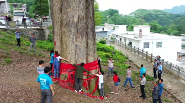 金丝楠木树苗适合哪些地方种植