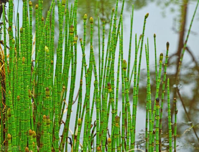 黄金草(黄金草图片)