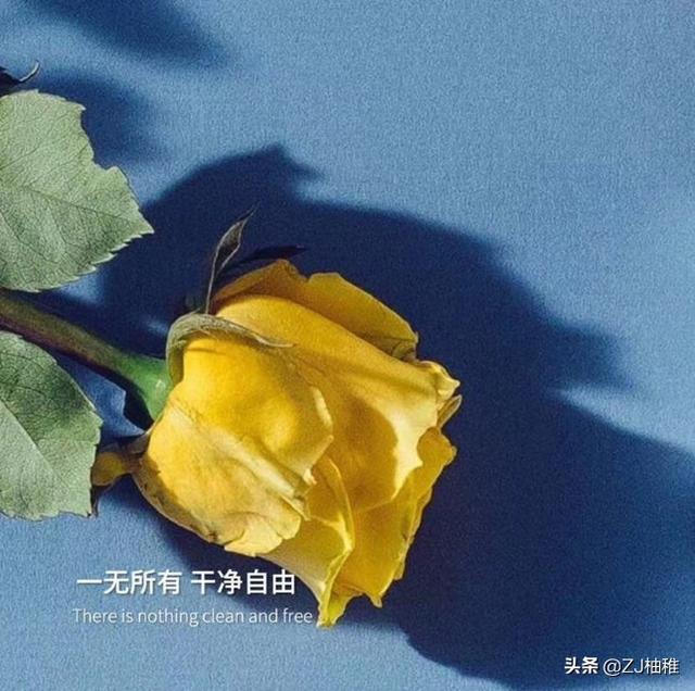 蓝玫瑰的花语和寓意