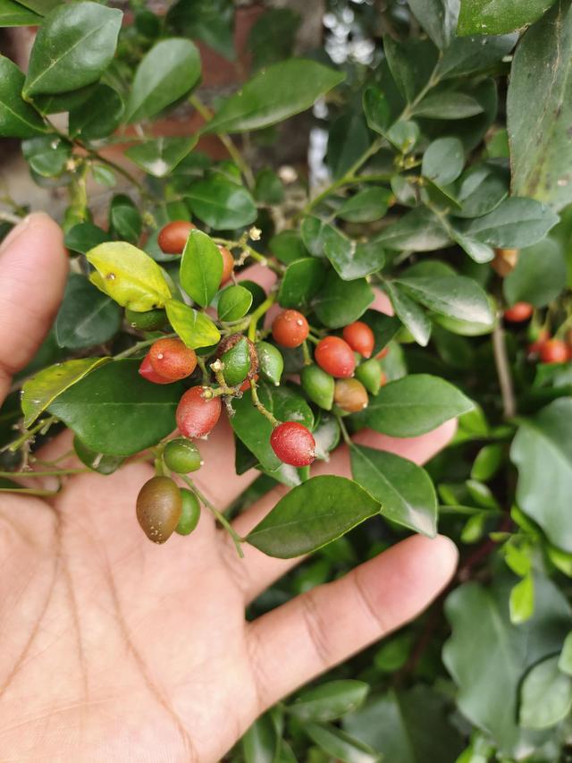 九里香什么时候开花?