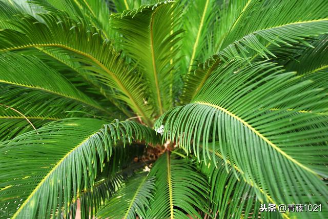 裸子植物和被子植物的区别