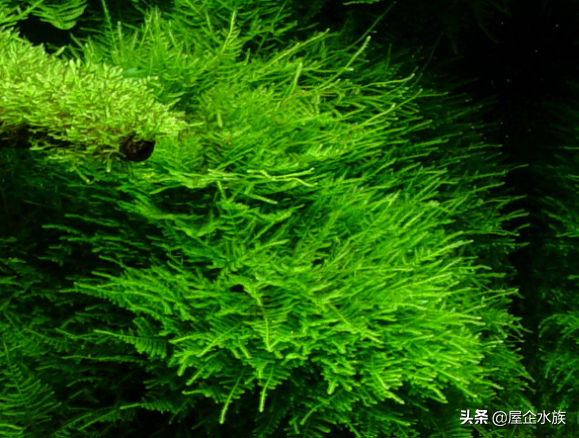 天湖葵水草种植方法