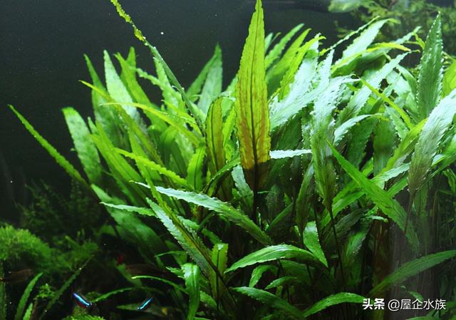 天湖葵水草种植方法