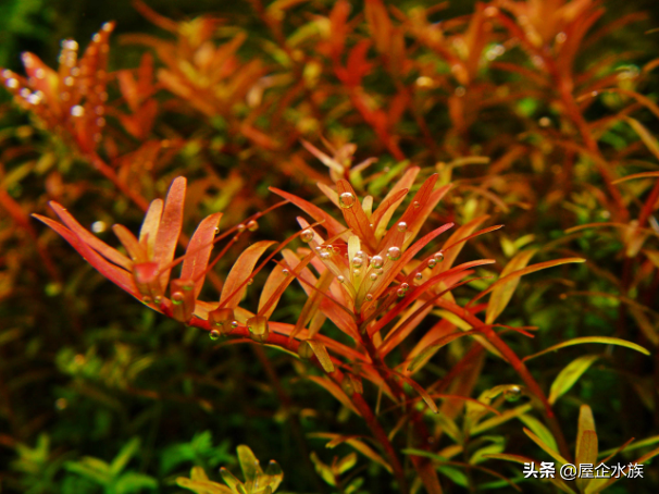 天湖葵水草种植方法