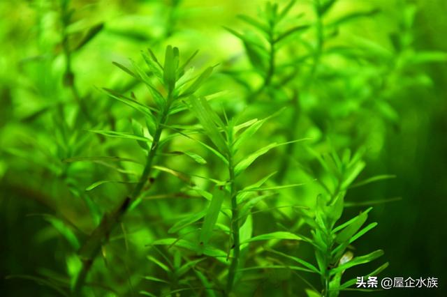 天湖葵水草种植方法