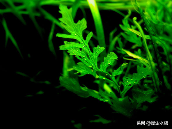 天湖葵水草种植方法