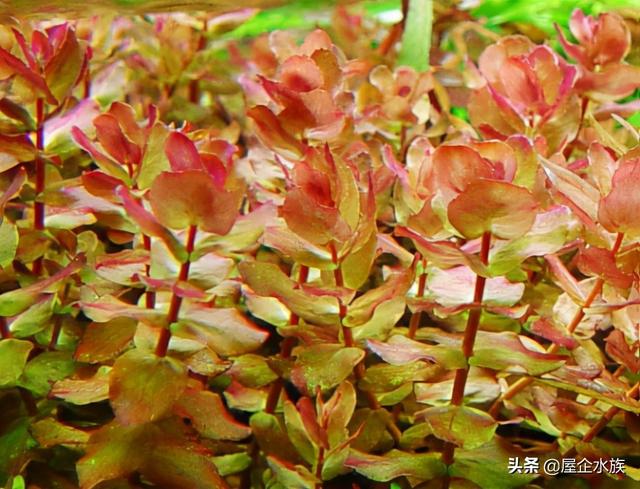 天湖葵水草种植方法