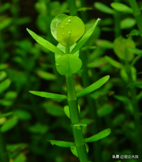 天湖葵水草种植方法