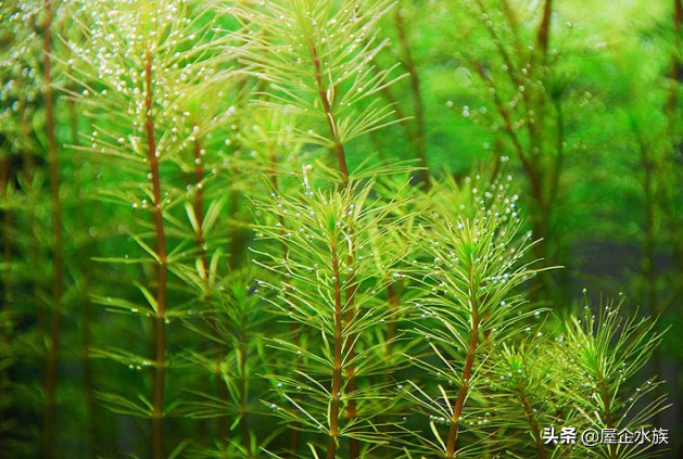 天湖葵水草种植方法