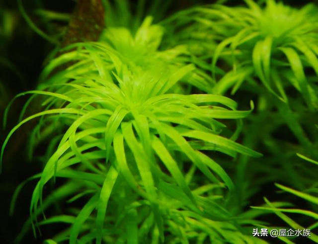 天湖葵水草种植方法