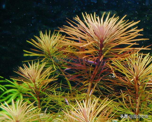 天湖葵水草种植方法