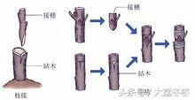 嫁接的意思解释