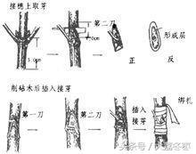 嫁接的意思解释