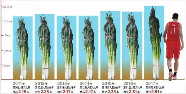 大白葱图片大全