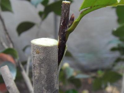 嫁接茶花用什么砧木最好