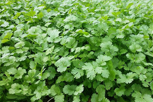 香菜种植时间