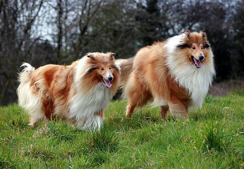 苏格兰牧羊犬性格特点