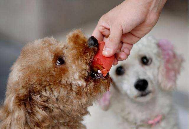 贵宾犬训练方法