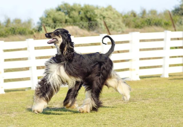 阿富汗猎犬多少钱一只