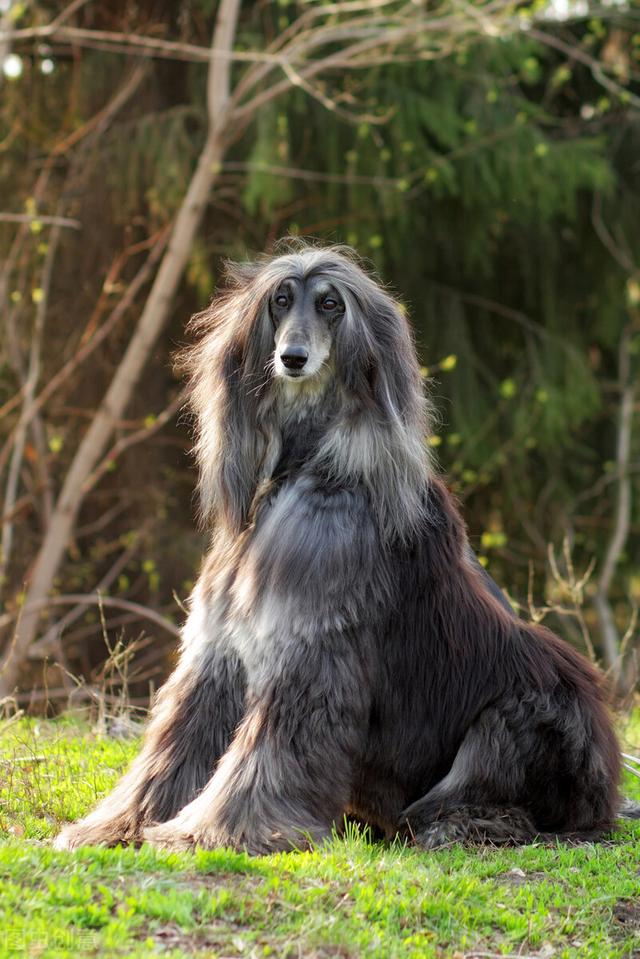 阿富汗猎犬多少钱一只