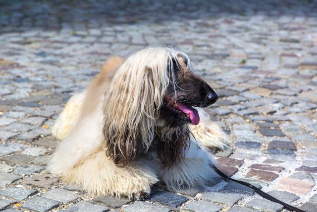 阿富汗猎犬多少钱一只