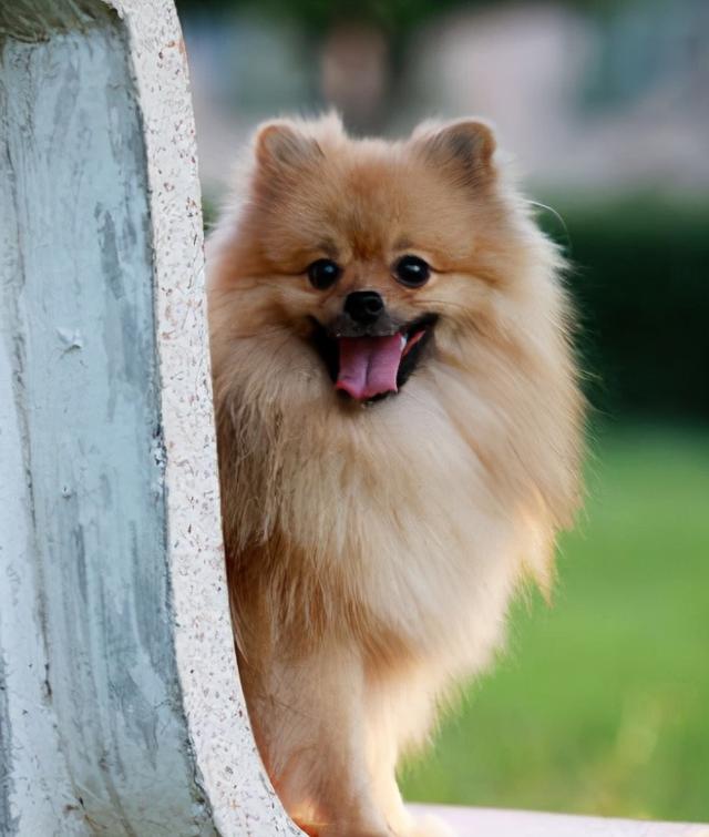 小型犬种类大全图片及名称