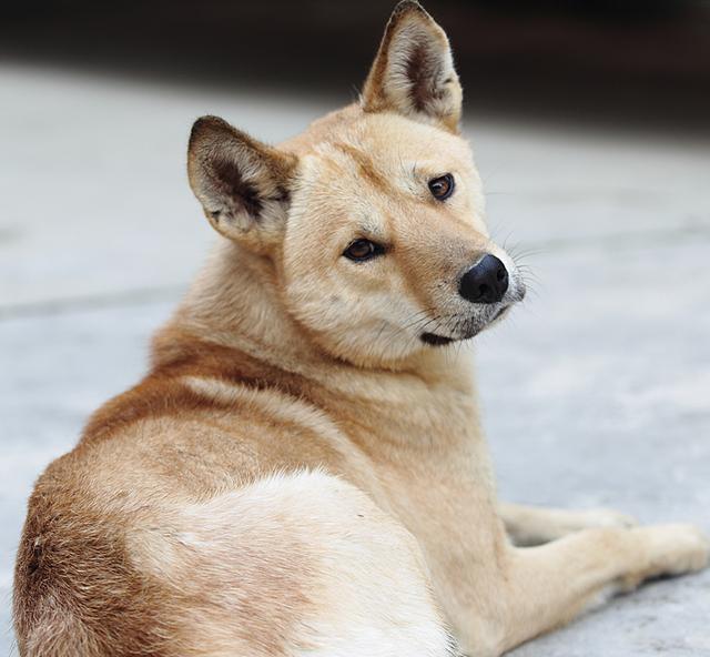 金毛犬性格特点