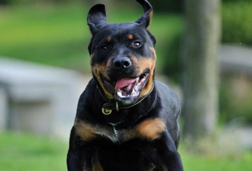 护卫犬排行榜前十名