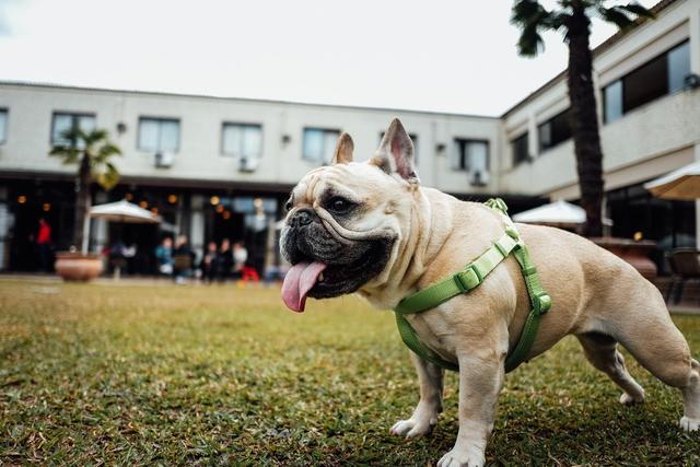 茶杯犬长不大吗?