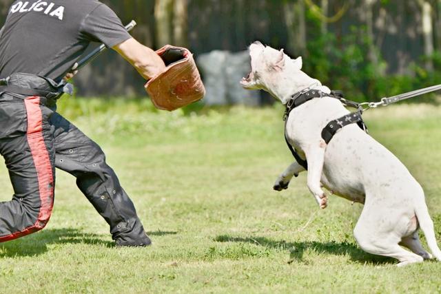 杜高犬图片大全