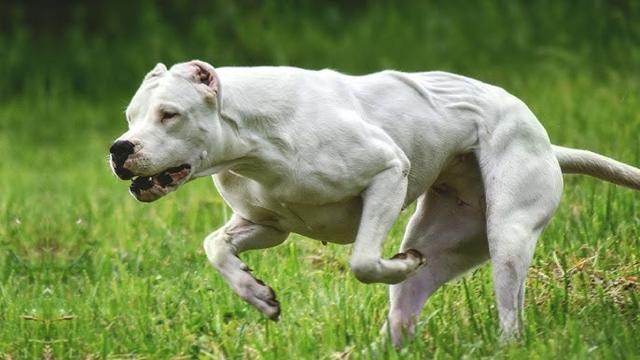 杜高犬图片大全