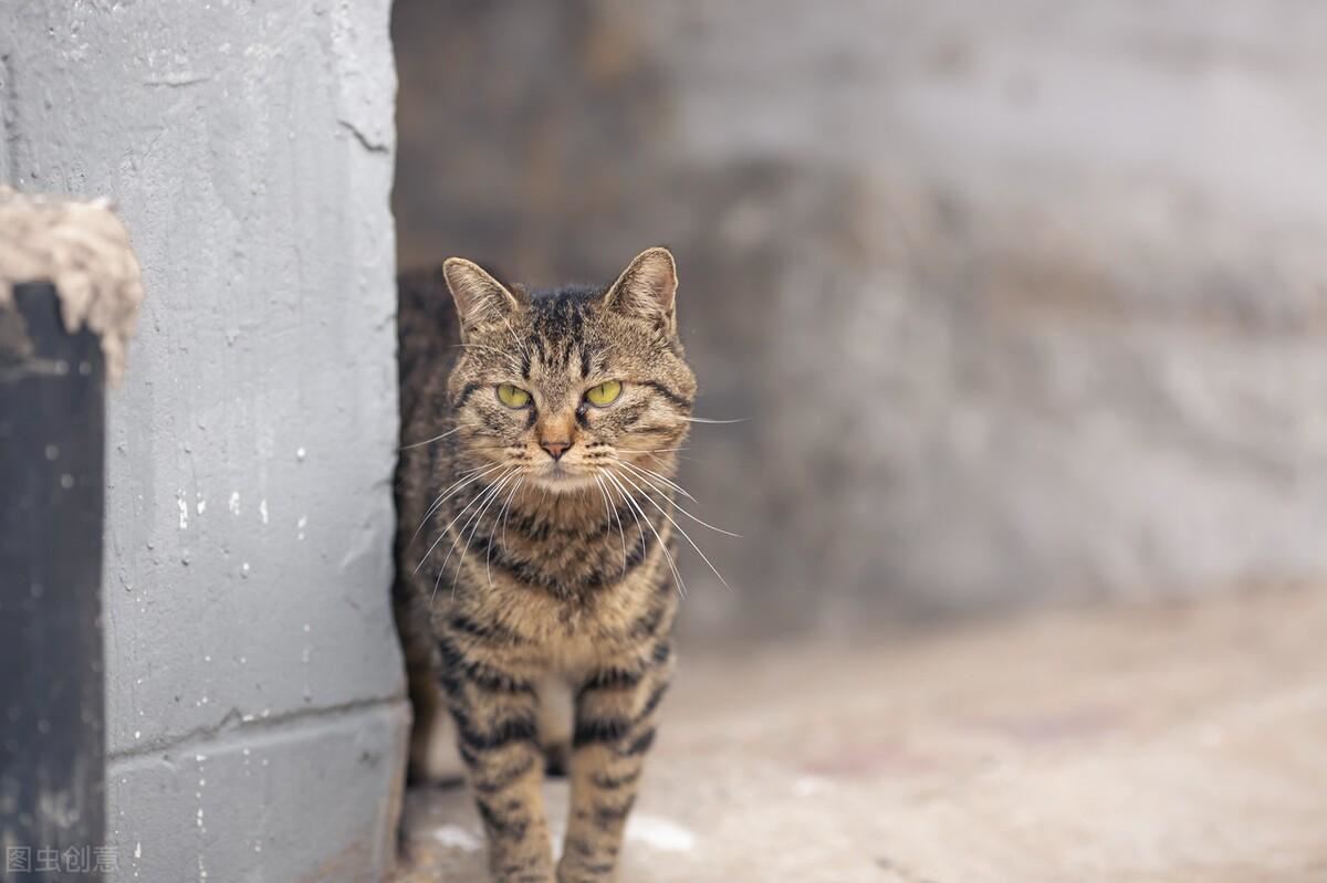 养猫必看，十大中华田园猫图鉴