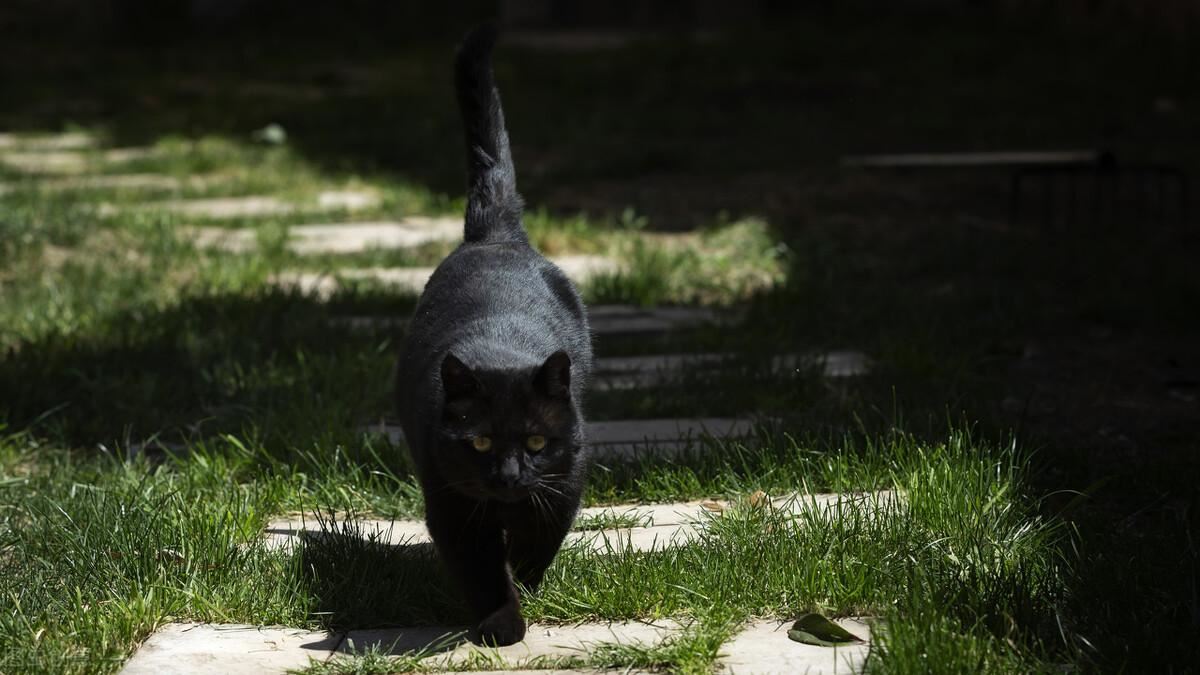 养猫必看，十大中华田园猫图鉴