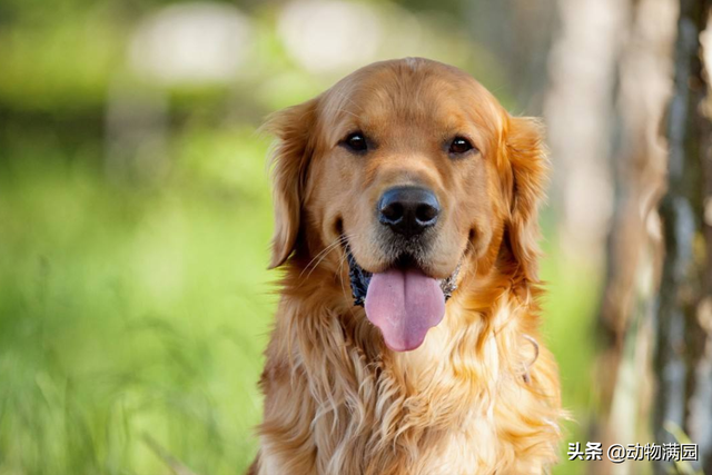 金毛巡回猎犬