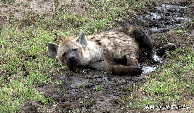 比特犬藏獒打架视频