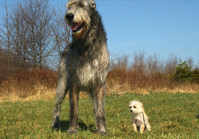 大型犬排名前十名