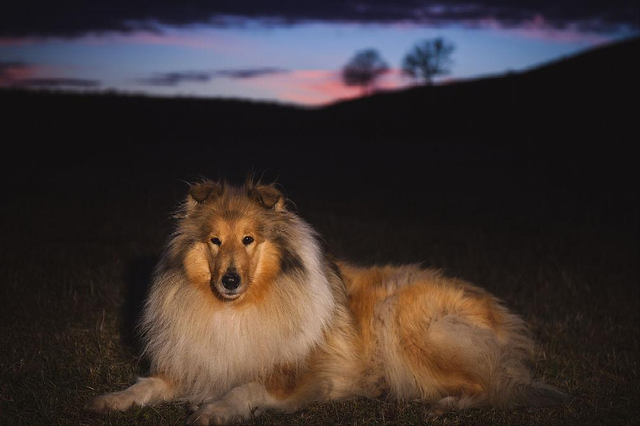 苏格兰牧羊犬多少钱一只纯种