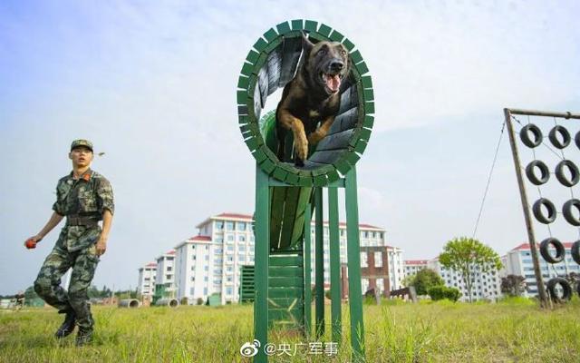 军犬训练教材