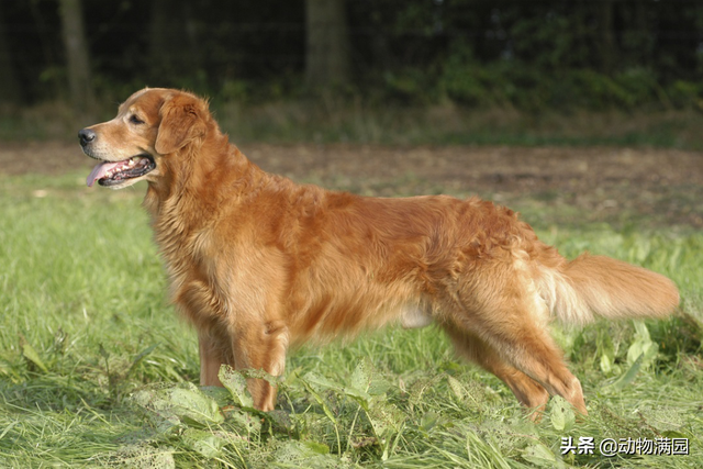 金毛巡回猎犬