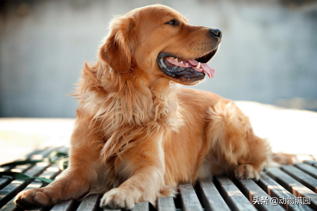 金毛巡回猎犬