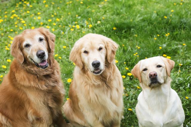 拉布拉多猎犬图片