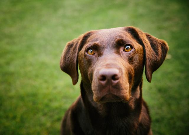 拉布拉多猎犬图片