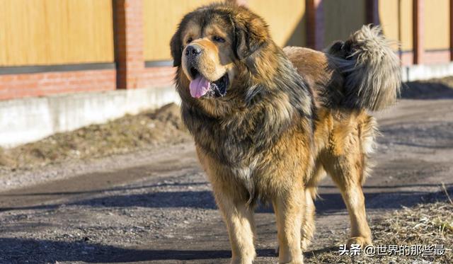 比特犬藏獒打架视频