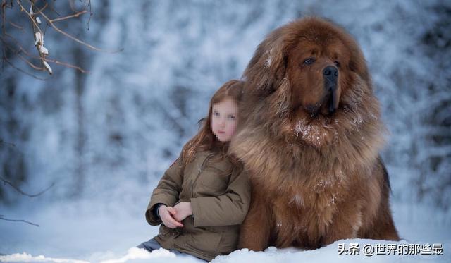 比特犬藏獒打架视频