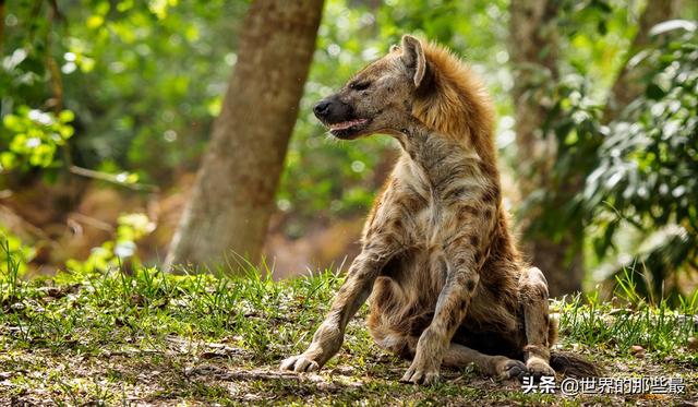 比特犬藏獒打架视频